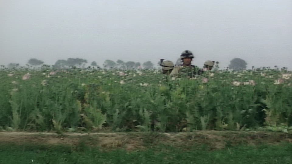 Heroin Poppy Field in Afghanistan stock footage thumbnail